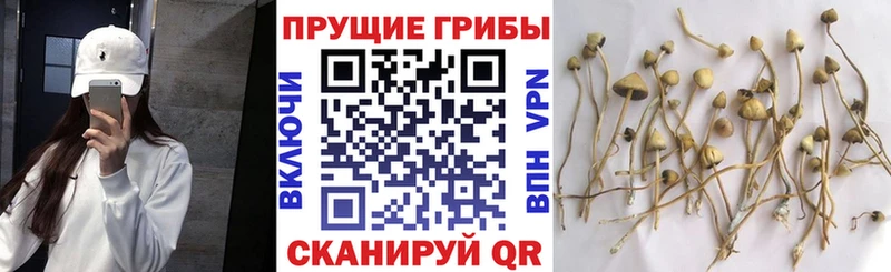 Купить закладки  Верхний Уфалей  Псилоцибиновые грибы Psilocybe 